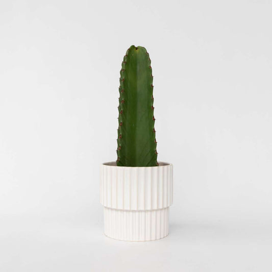 Florastore Kaktuseuforbia - Euphorbia Ingens - Höjd 40-50Cm - ⌀18Cm