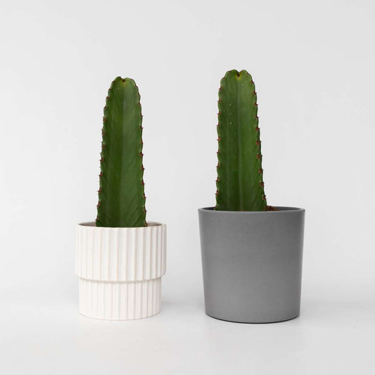 Florastore Kaktuseuforbia - Set Om 2 - Euphorbia Ingens - Höjd 40-50Cm - ⌀18Cm