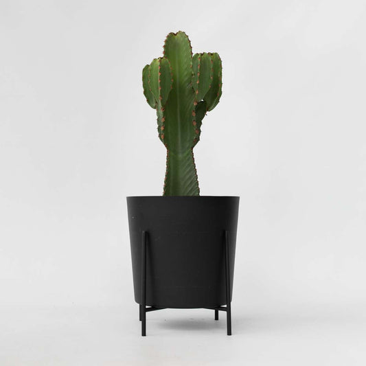Florastore Kaktuseuforbia - Euphorbia Ingens - Höjd 85-95Cm - ⌀24Cm