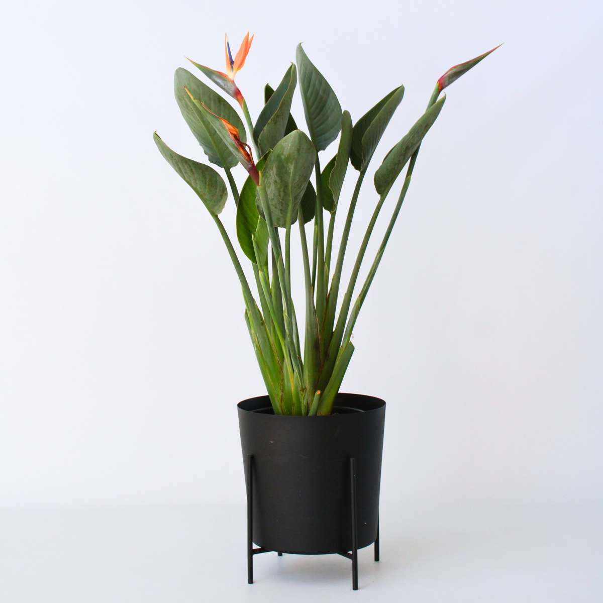 Strelitzia Papegojblomma - Strelitzia Reginea - Höjd 80-100Cm - ⌀27Cm