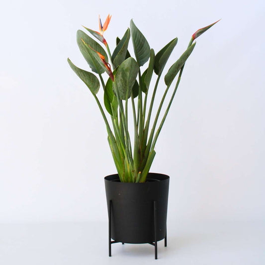 Strelitzia Papegojblomma - Strelitzia Reginea - Höjd 80-100Cm - ⌀27Cm