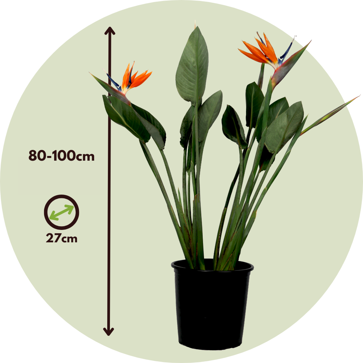 Strelitzia Papegojblomma - Strelitzia Reginea - Höjd 80-100Cm - ⌀27Cm