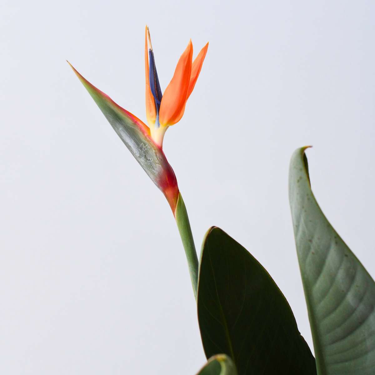 Strelitzia Papegojblomma - Strelitzia Reginea - Höjd 80-100Cm - ⌀27Cm