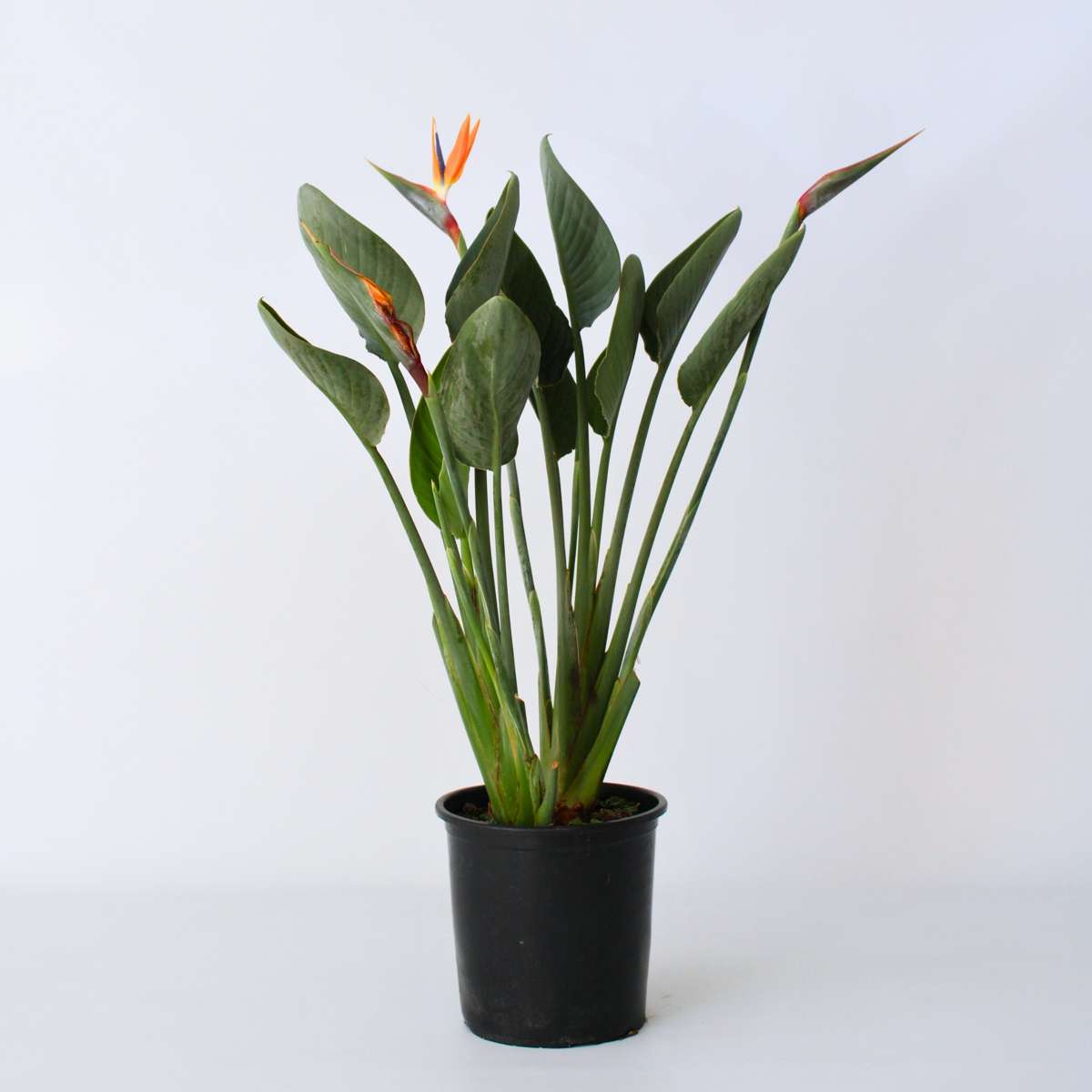 Strelitzia Papegojblomma - Strelitzia Reginea - Höjd 80-100Cm - ⌀27Cm