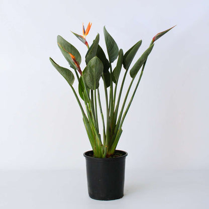 Strelitzia Papegojblomma - Strelitzia Reginea - Höjd 80-100Cm - ⌀27Cm