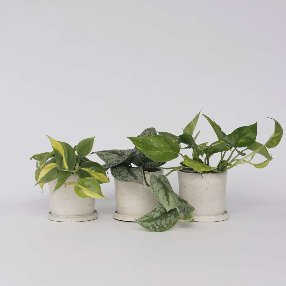 Philodendron Pothos Mix - Set Om 3 - Philodendron, Epipremnum - Höjd 25-40Cm - ⌀12Cm
