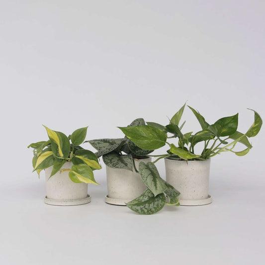 Philodendron Pothos Mix - Set Om 3 - Philodendron, Epipremnum - Höjd 25-40Cm - ⌀12Cm