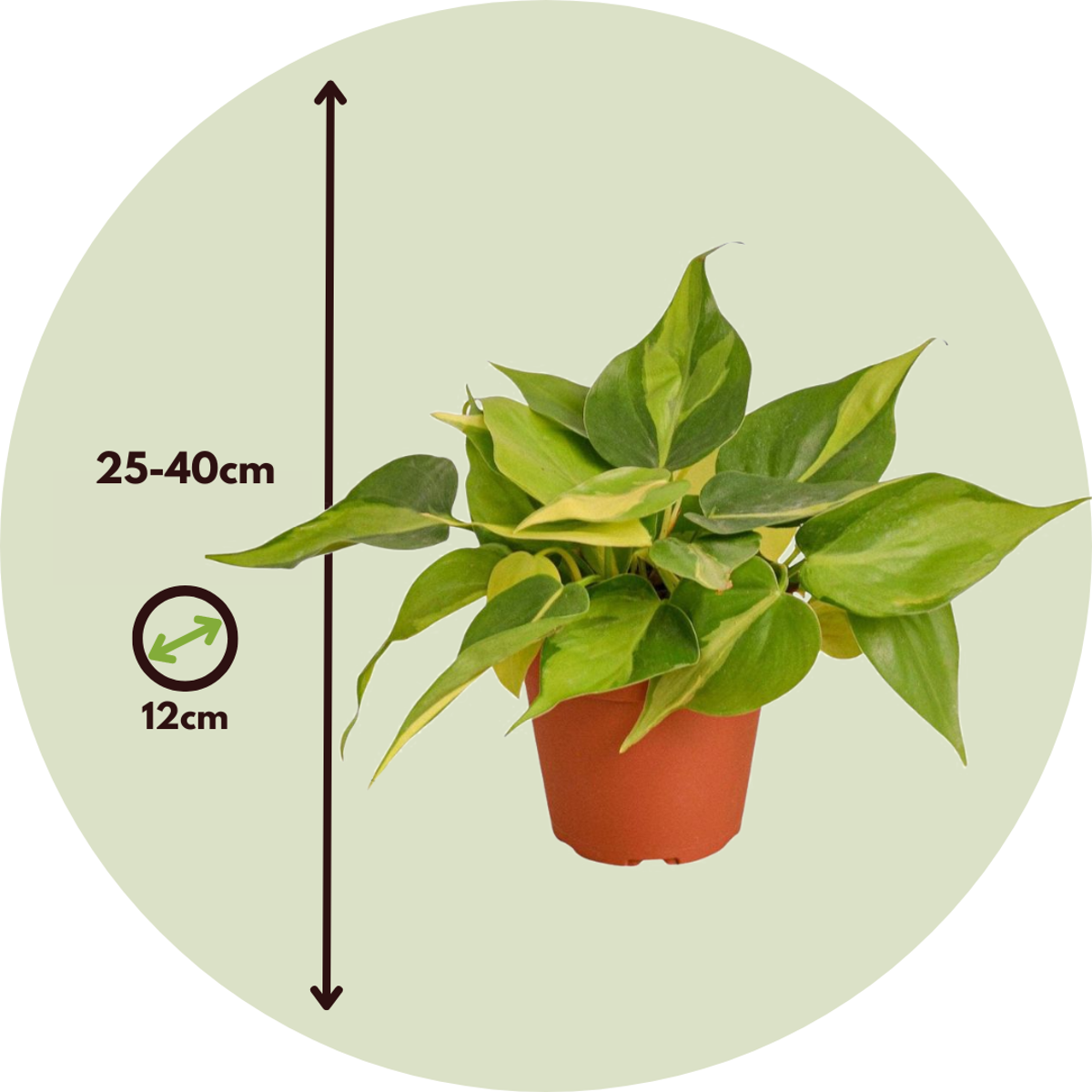 Philodendron Pothos Mix - Set Om 3 - Philodendron, Epipremnum - Höjd 25-40Cm - ⌀12Cm