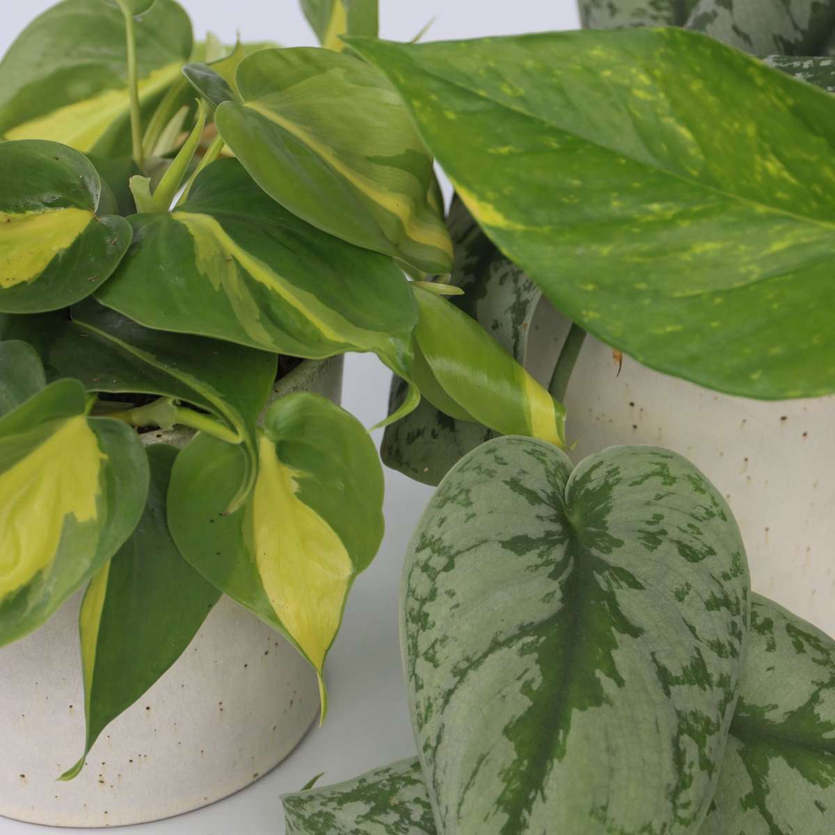 Philodendron Pothos Mix - Set Om 3 - Philodendron, Epipremnum - Höjd 25-40Cm - ⌀12Cm