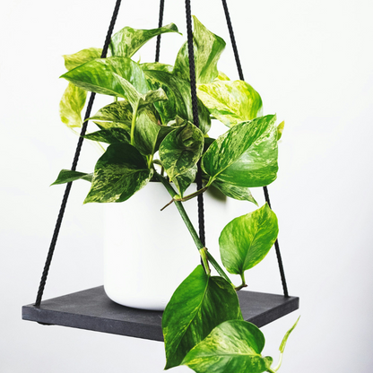 Philodendron Pothos Mix - Set Om 3 - Philodendron, Epipremnum - Höjd 25-40Cm - ⌀12Cm