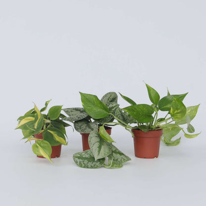 Philodendron Pothos Mix - Set Om 3 - Philodendron, Epipremnum - Höjd 25-40Cm - ⌀12Cm