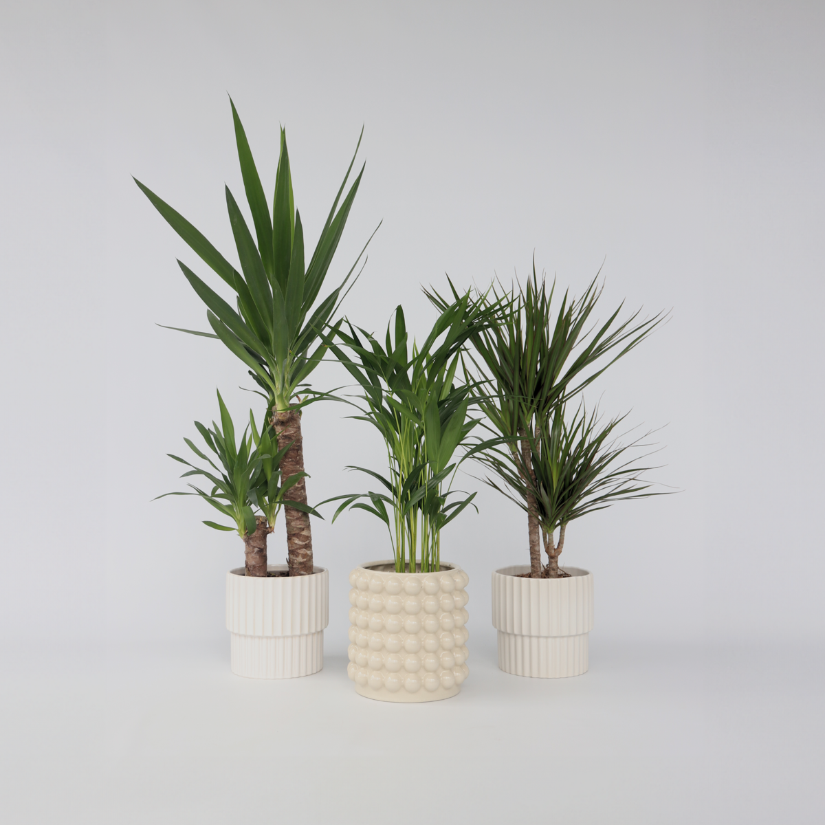 Florastore Inomhus Palmmix Xl - Set Om 3 - Indoor Palmmix Xl - Höjd 70-90Cm - ⌀17Cm
