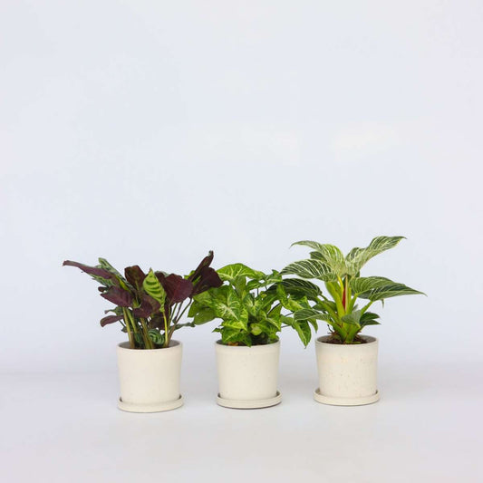 Florastore Hemmix - Set Om 3 - Ctenanthe, Philodendron, Syngonium - Höjd 25-40Cm - ⌀12Cm