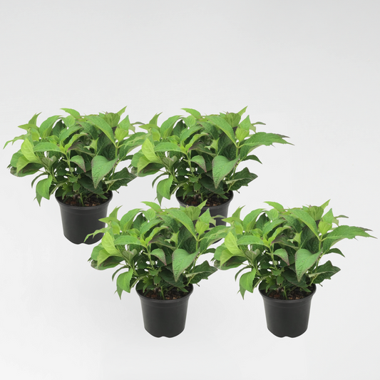 Florastore Hortensia - Set Om 4 - Hydrangea Serrata 'Summerglow' - Höjd 25-40Cm - ⌀19Cm