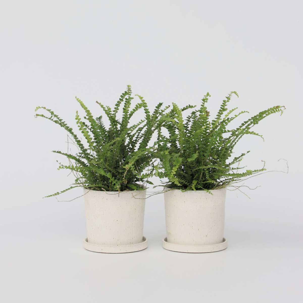 Florastore Spjutbräken - Set Om 2 - Nephrolepis 'Duffii' - Höjd 25-40Cm - ⌀12Cm