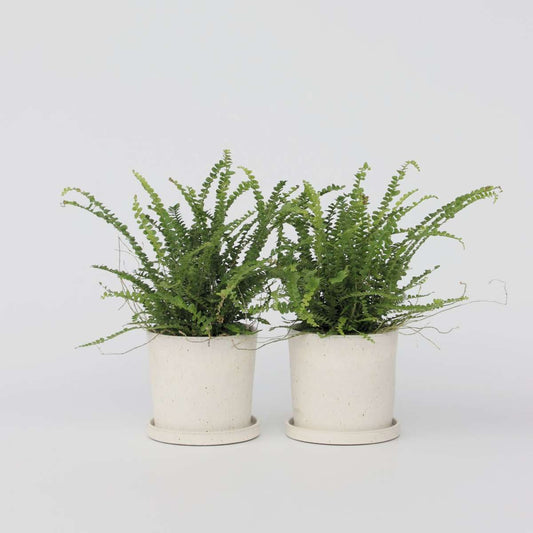 Florastore Spjutbräken - Set Om 2 - Nephrolepis 'Duffii' - Höjd 25-40Cm - ⌀12Cm