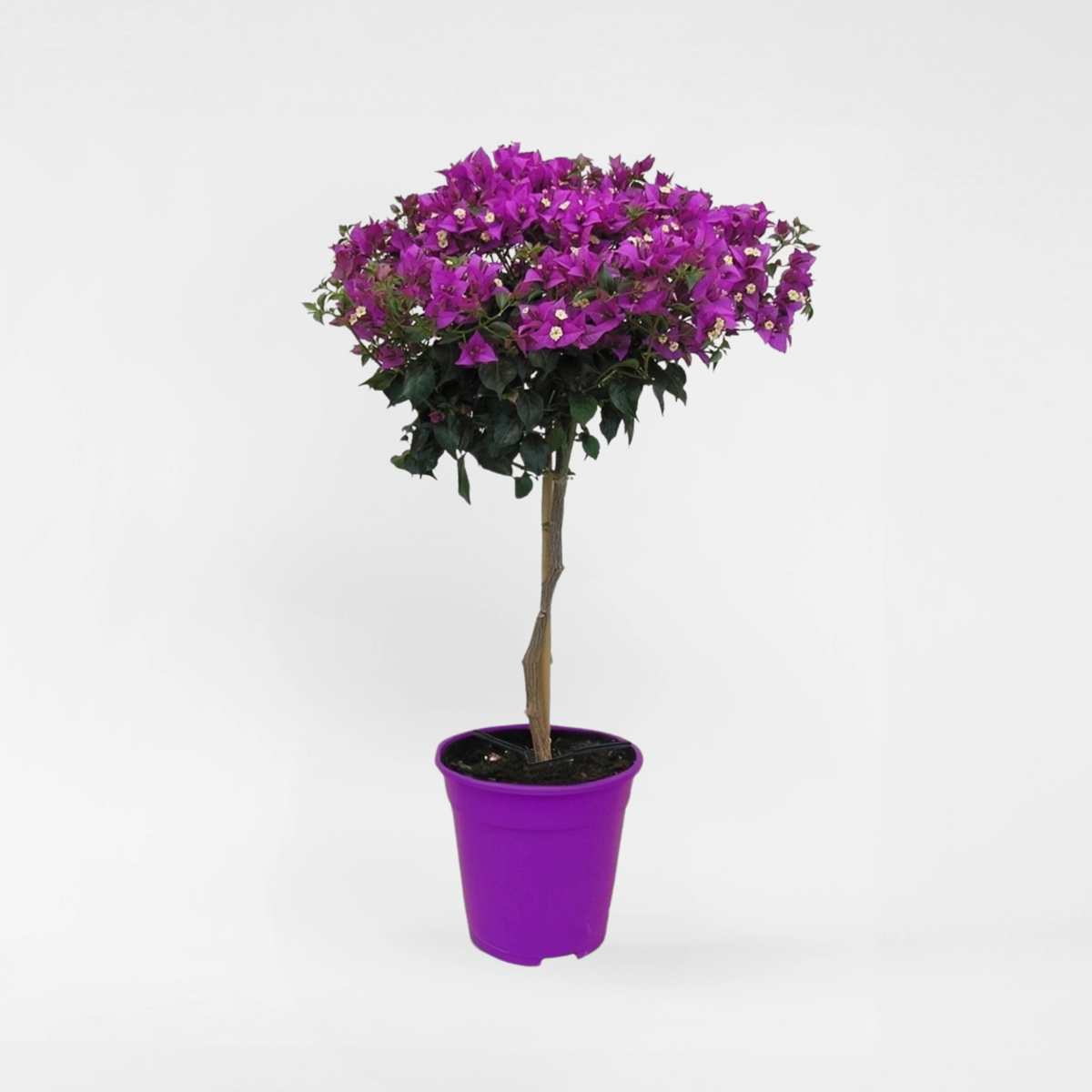 Florastore Stor Trillingblomma - Bougainvillea 'Alexandra' - Höjd 50-60Cm - ⌀17Cm