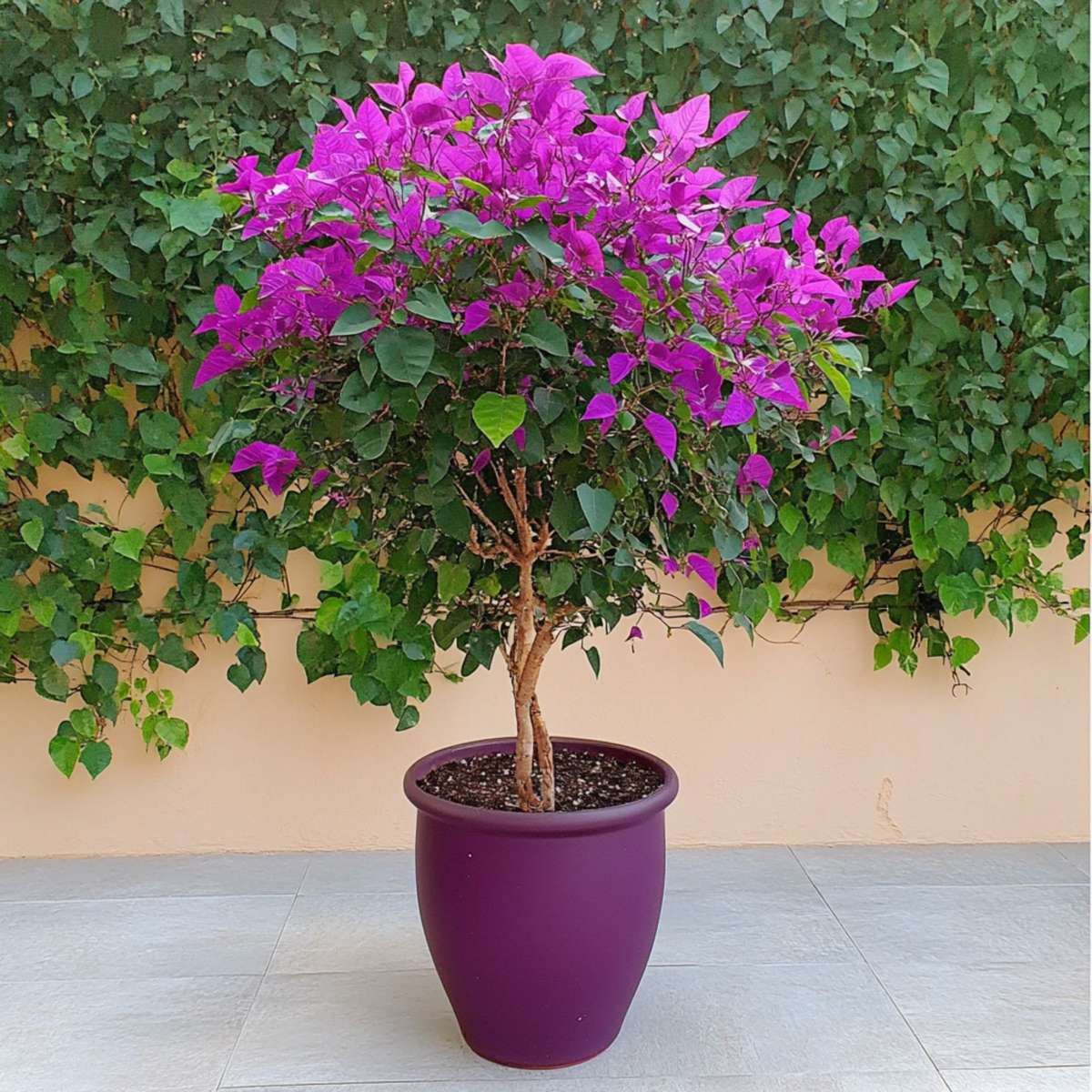 Other Garden Plants Stor Trillingblomma - Bougainvillea 'Alexandra' - Höjd 50-60Cm - ⌀17Cm