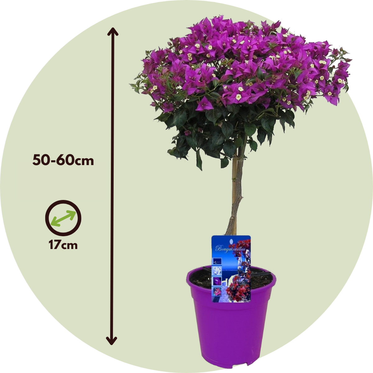 Other Garden Plants Stor Trillingblomma - Bougainvillea 'Alexandra' - Höjd 50-60Cm - ⌀17Cm