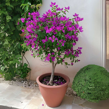 Other Garden Plants Stor Trillingblomma - Bougainvillea 'Alexandra' - Höjd 50-60Cm - ⌀17Cm