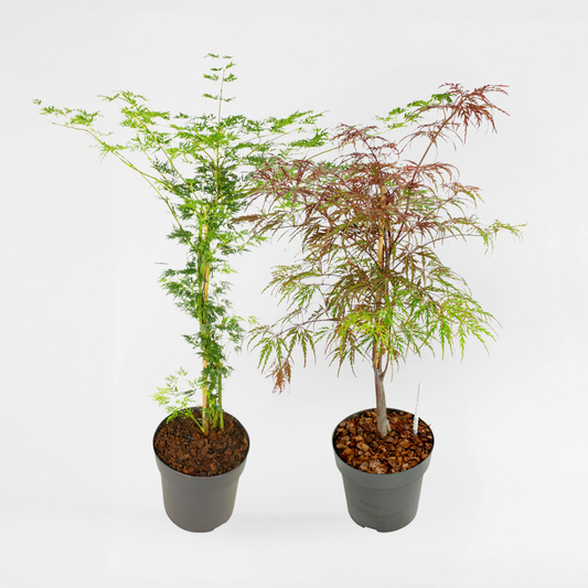 Florastore Japansk Lönn - Set Om 2 - Acer 'Garnet', 'Emerald Lace' - Höjd 60-70Cm - ⌀19Cm