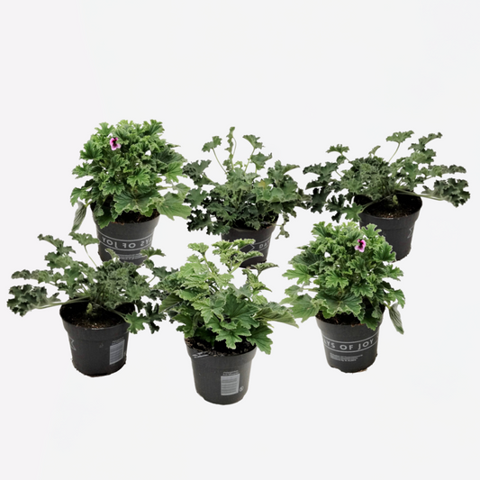 Florastore Geranium - Set Om 6 - Pelargonium - Höjd 15-25Cm - ⌀10,5Cm