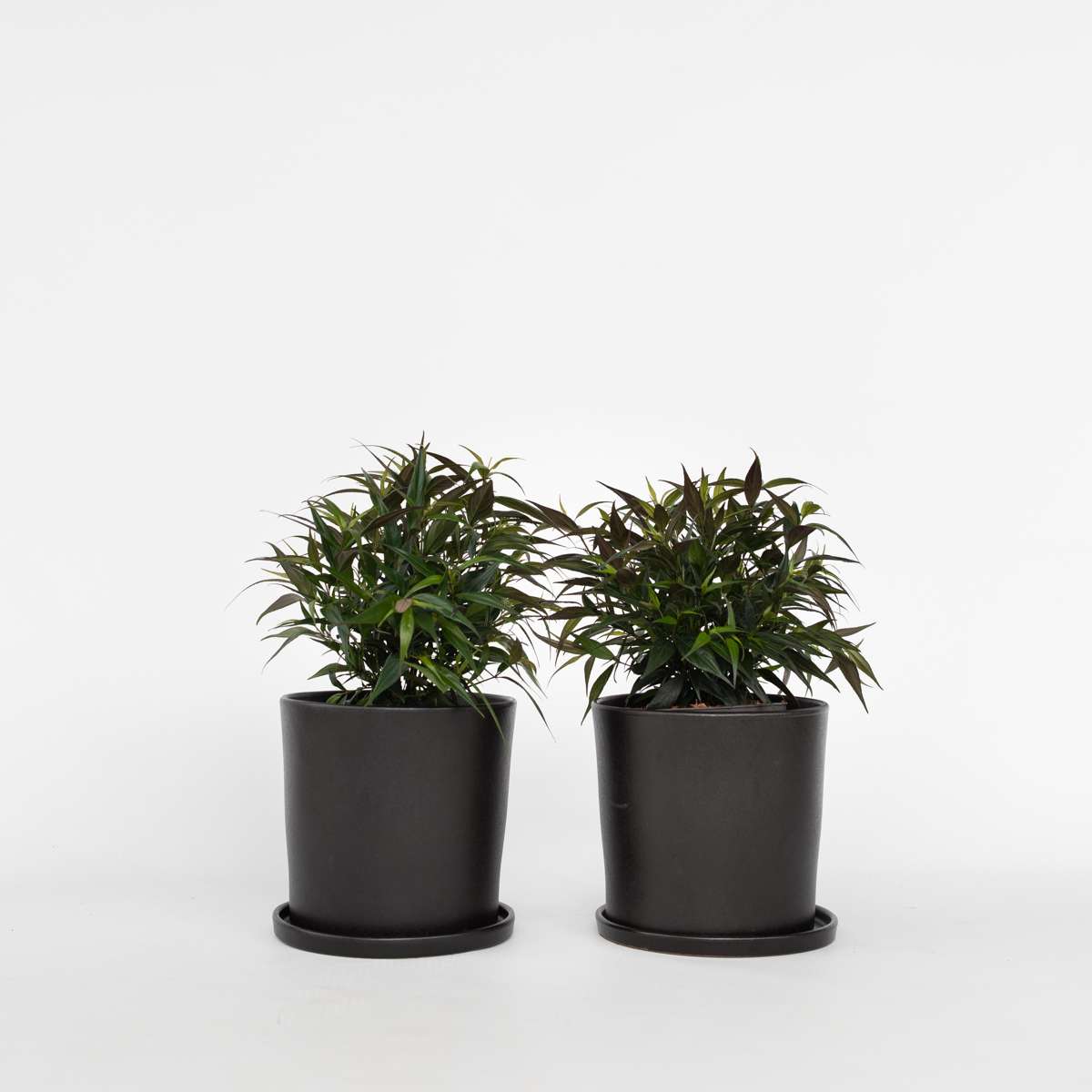 Florastore Trumpetört - Set Om 2 - Strobilanthes ‘Brunetthy’ - Höjd 25-40Cm - ⌀17Cm