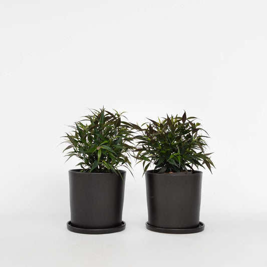Florastore Trumpetört - Set Om 2 - Strobilanthes ‘Brunetthy’ - Höjd 25-40Cm - ⌀17Cm