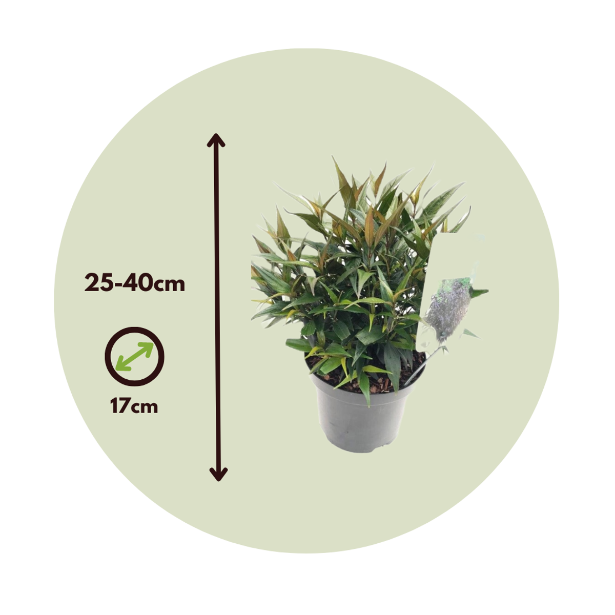 Other Shrubs Trumpetört - Set Om 2 - Strobilanthes ‘Brunetthy’ - Höjd 25-40Cm - ⌀17Cm