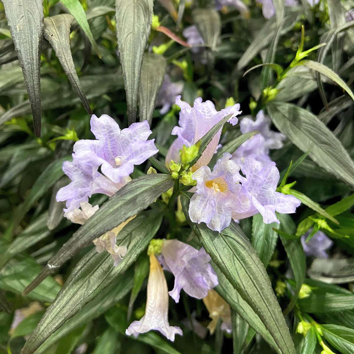 Other Shrubs Trumpetört - Set Om 2 - Strobilanthes ‘Brunetthy’ - Höjd 25-40Cm - ⌀17Cm