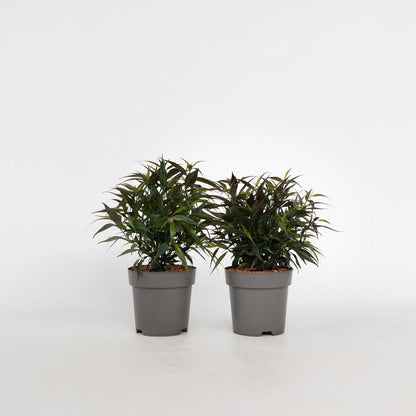 Other Shrubs Trumpetört - Set Om 2 - Strobilanthes ‘Brunetthy’ - Höjd 25-40Cm - ⌀17Cm