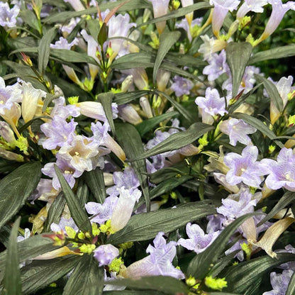 Other Shrubs Trumpetört - Set Om 2 - Strobilanthes ‘Brunetthy’ - Höjd 25-40Cm - ⌀17Cm