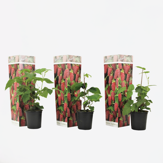 Florastore Taybär - Set Om 3 - Rubus 'Tayberry' - Höjd 25-40Cm - ⌀9Cm