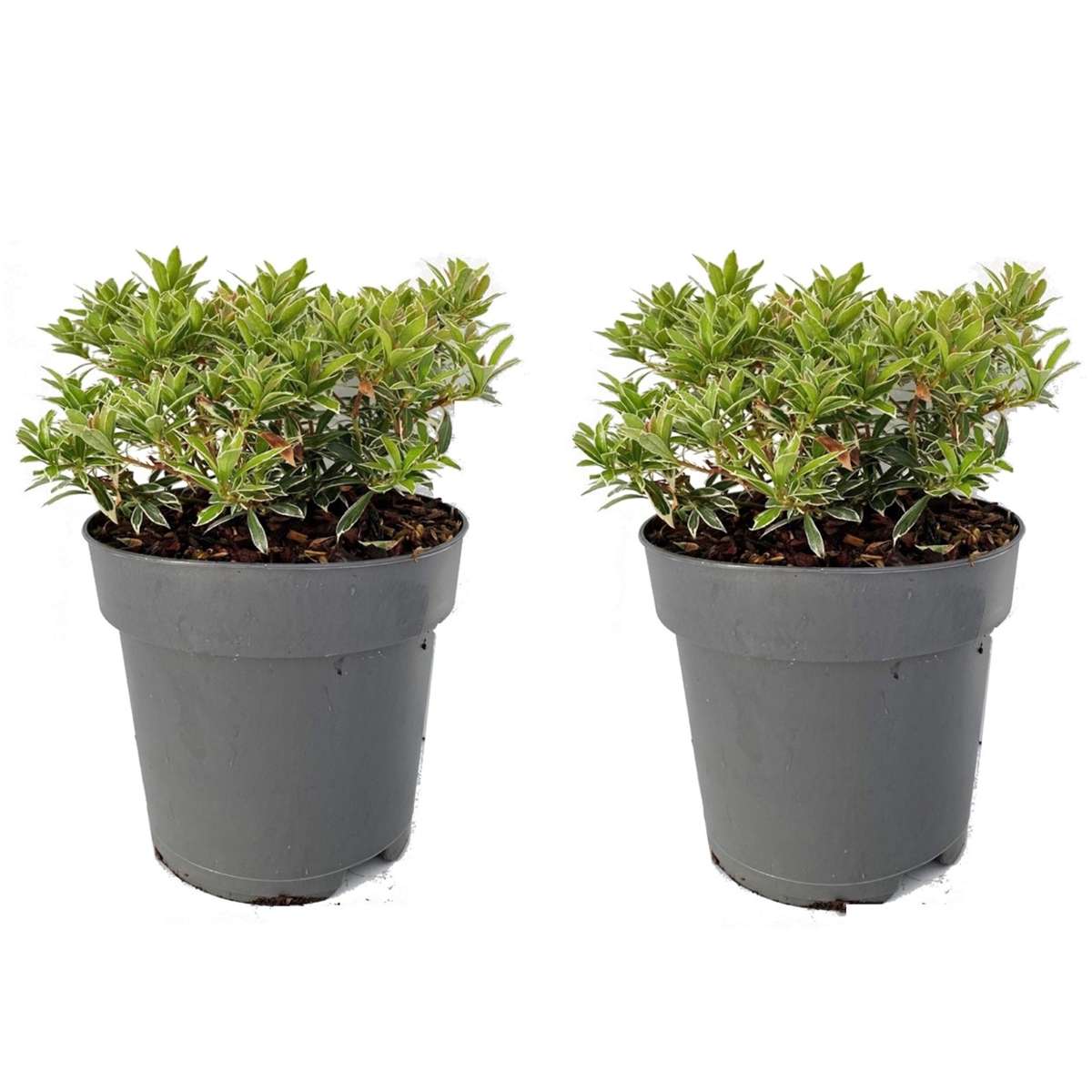 Florastore Japansk Buskrosling - Set Om 2 - Pieris 'Little Heath' - Höjd 25-40Cm - ⌀17Cm