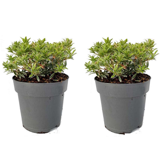 Florastore Japansk Buskrosling - Set Om 2 - Pieris 'Little Heath' - Höjd 25-40Cm - ⌀17Cm