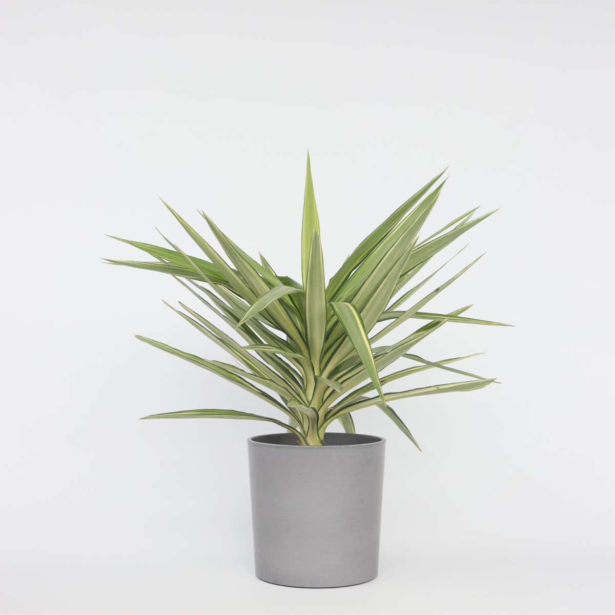 Florastore Jättepalmlilja - Yucca Elephantipes 'Jewel' - Höjd 60-70Cm - ⌀21Cm
