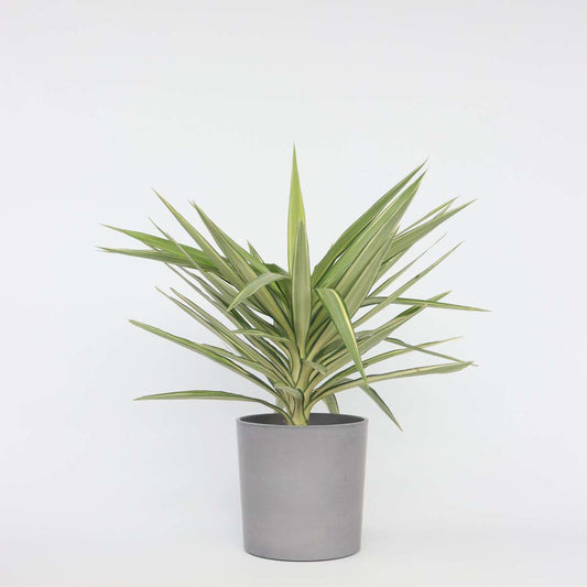 Florastore Jättepalmlilja - Yucca Elephantipes 'Jewel' - Höjd 60-70Cm - ⌀21Cm