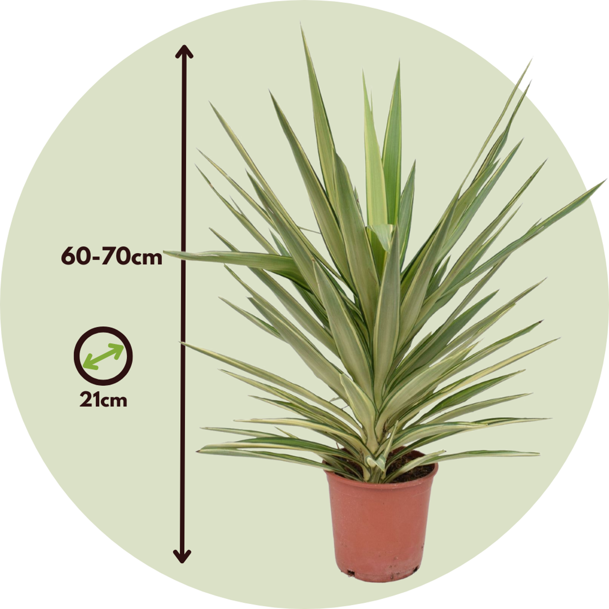 Indoor Palms Jättepalmlilja - Yucca Elephantipes 'Jewel' - Höjd 60-70Cm - ⌀21Cm