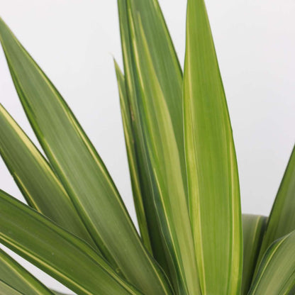 Indoor Palms Jättepalmlilja - Yucca Elephantipes 'Jewel' - Höjd 60-70Cm - ⌀21Cm