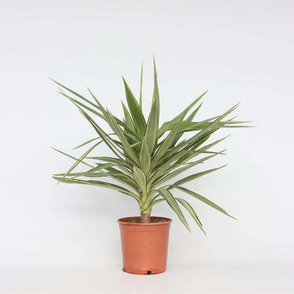 Indoor Palms Jättepalmlilja - Yucca Elephantipes 'Jewel' - Höjd 60-70Cm - ⌀21Cm