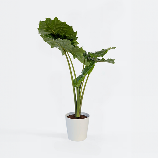 Florastore Alokasia - Alocasia 'Portodora' - Höjd 110-120Cm - ⌀32Cm
