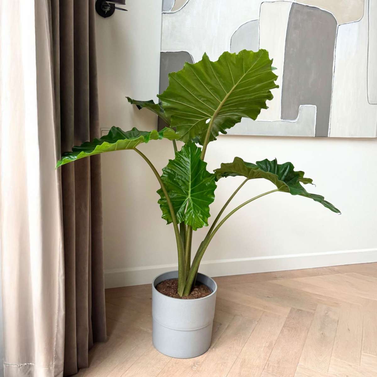 Alocasia Alokasia - Alocasia 'Portodora' - Höjd 110-120Cm - ⌀32Cm