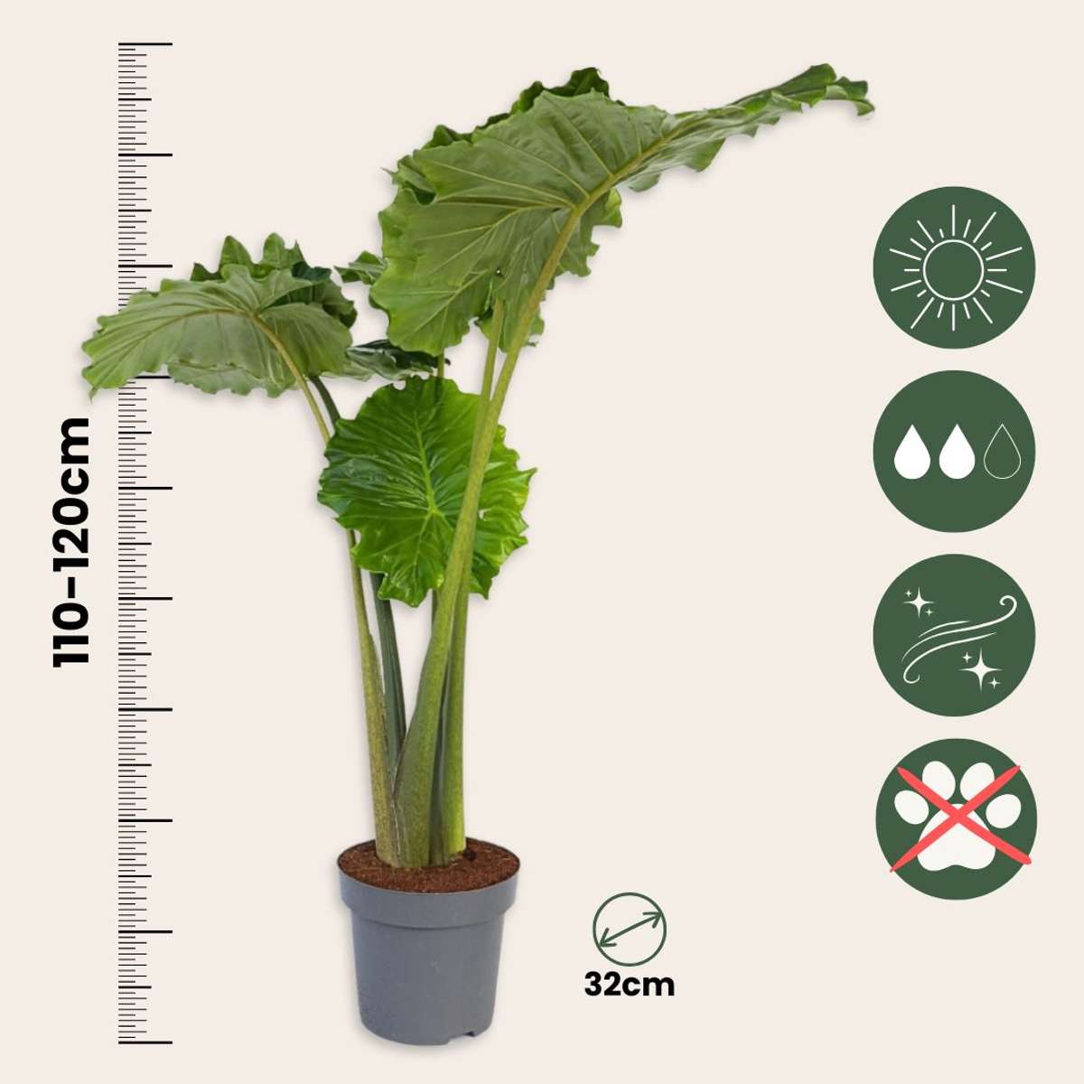 Alocasia Alokasia - Alocasia 'Portodora' - Höjd 110-120Cm - ⌀32Cm