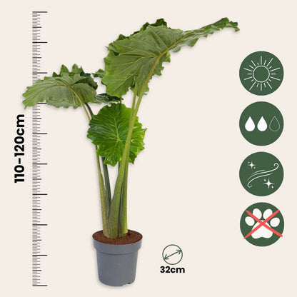 Alocasia Alokasia - Alocasia 'Portodora' - Höjd 110-120Cm - ⌀32Cm