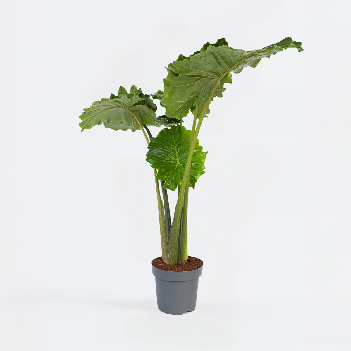 Alocasia Alokasia - Alocasia 'Portodora' - Höjd 110-120Cm - ⌀32Cm