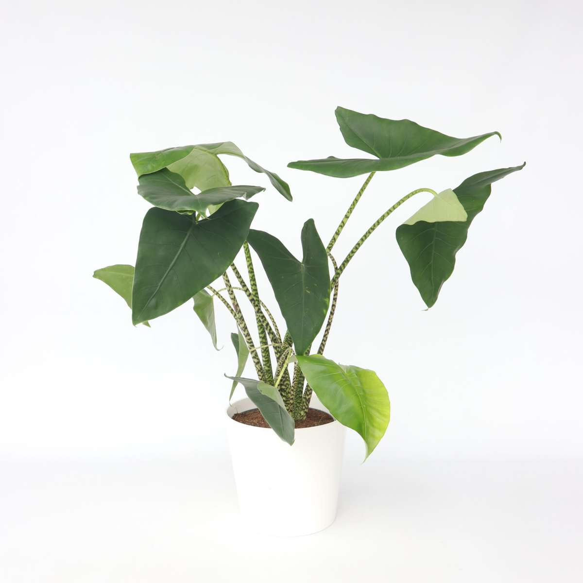 Florastore Alokasia - Alocasia 'Zebrina' - Höjd 140-150Cm - ⌀32Cm