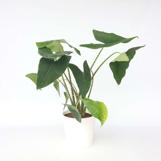Florastore Alokasia - Alocasia 'Zebrina' - Höjd 140-150Cm - ⌀32Cm