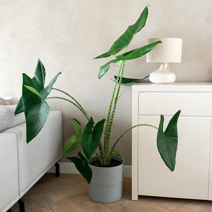 Alocasia Alokasia - Alocasia 'Zebrina' - Höjd 140-150Cm - ⌀32Cm