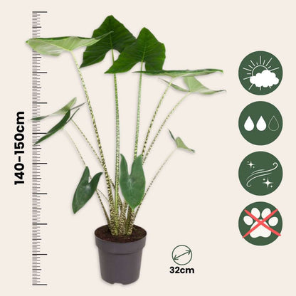 Alocasia Alokasia - Alocasia 'Zebrina' - Höjd 140-150Cm - ⌀32Cm