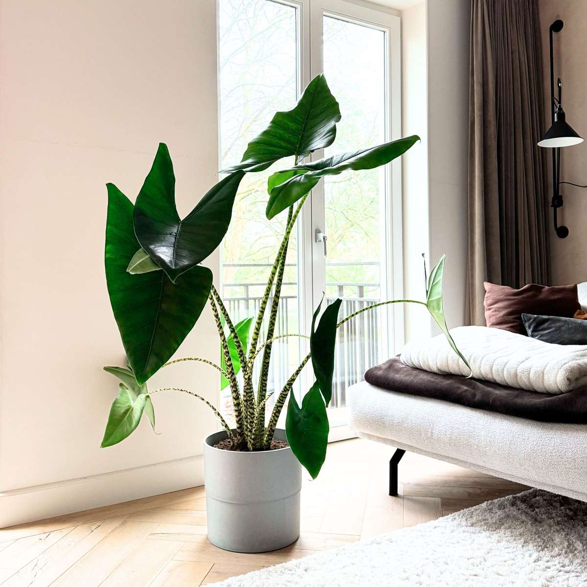 Alocasia Alokasia - Alocasia 'Zebrina' - Höjd 140-150Cm - ⌀32Cm